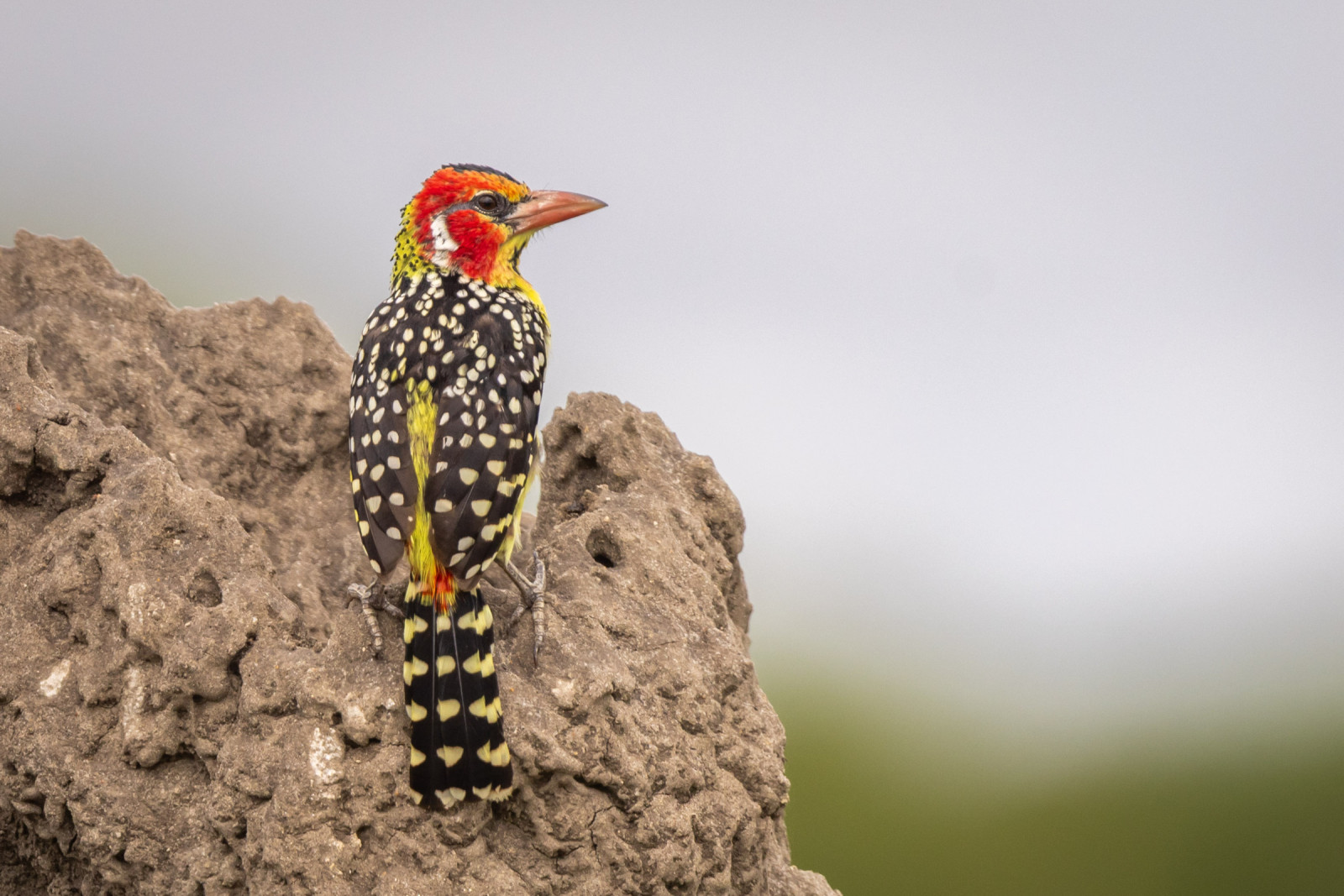 image Red-and-yellow Barbet